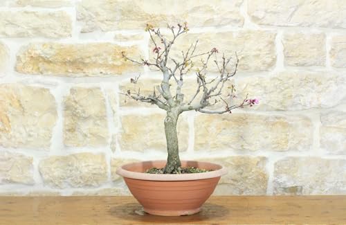 Pre Bonsai Di Cercis - Albero Di Giuda (1)