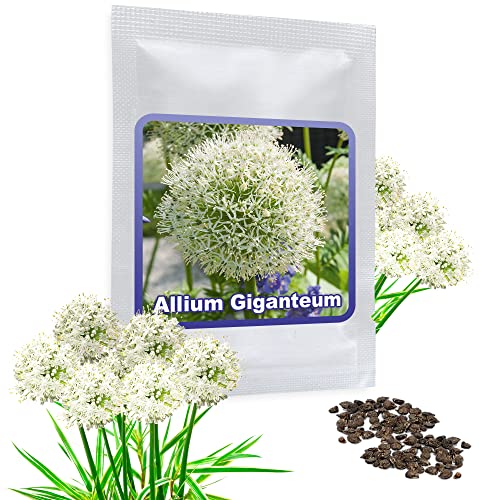 Aglio Gigante Bianco (Allium Giganteum) - 30 Semi/Pacco - Aglio Decorativo, Grandi Dimensioni