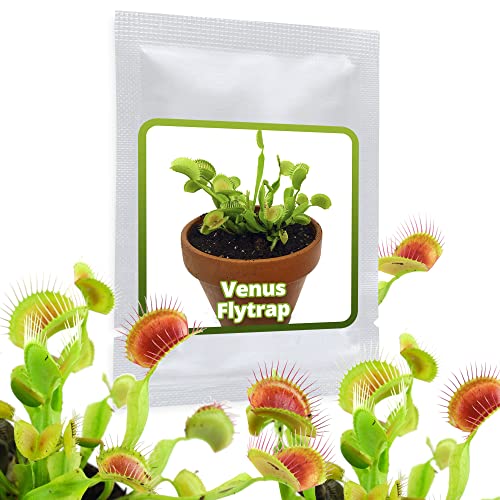 20 Semi Dionaea Muscipula - Pianta Carnívora Que Puede Atrapar Moscas, Hormigas E Incluso Avispas