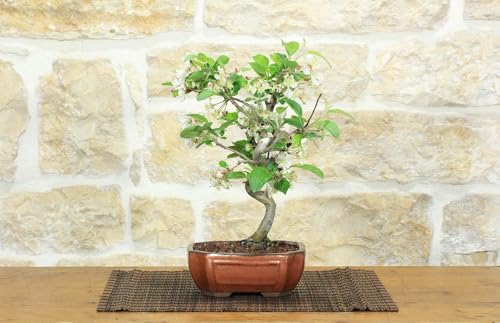 Bonsai Di Melo Selvatico (130)