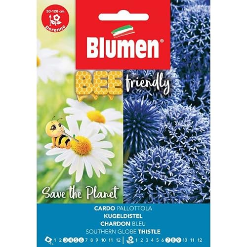 Semi Cardo Pallottola Echinops Ritro Blumen