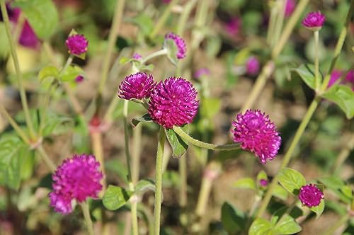Sementi Di Amarantina Globosa Bio, O Gomphrena Globosa Di Colore Viola. 1G (Più Di 250 Semi)