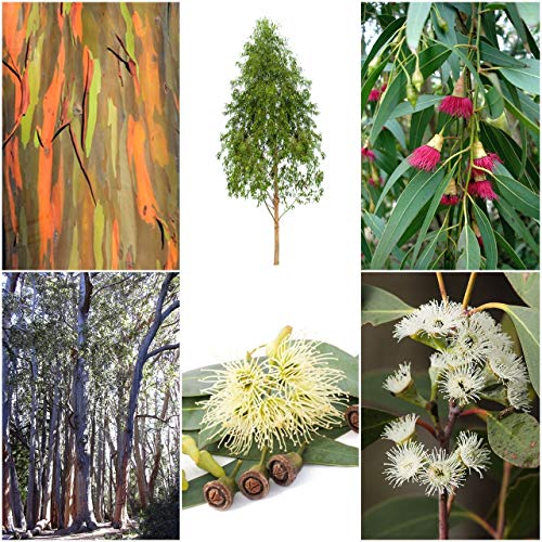 Mix Di Eucalipti - 6 Tipi, 30 O 50 Semi Ciascuno (Adatto Per Bonsai) -