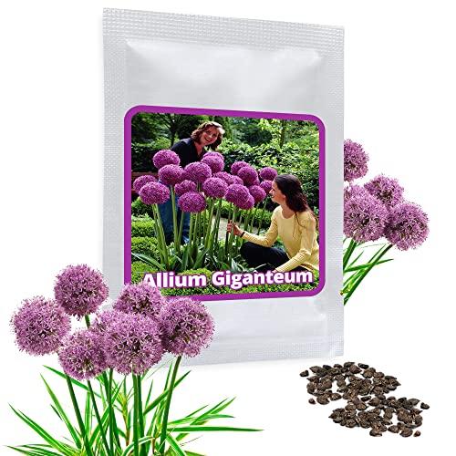 30 Semi Aglio Gigante (Allium Giganteum) Aglio Decorativo, Grandi Dimensioni