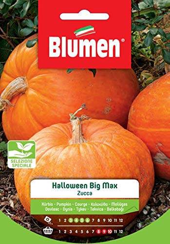 Blumen Sementi, Halloween Big Max Zucca, Selezione Speciale