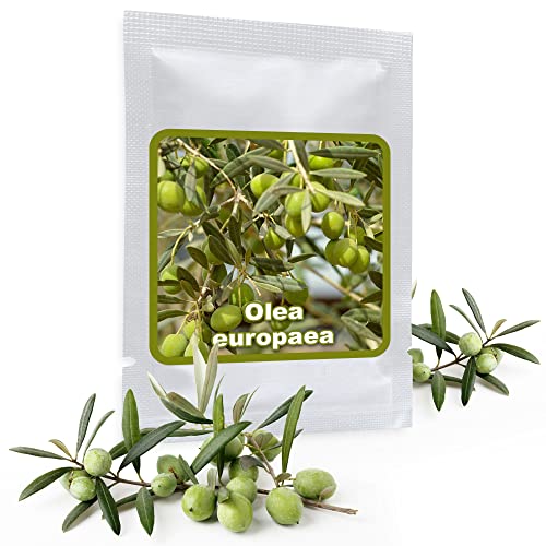 10 Semi Di Olivo (Olea Europaea) - Coltivabile Come Albero O Bonsai