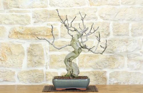 Bonsai Di Fico (80)