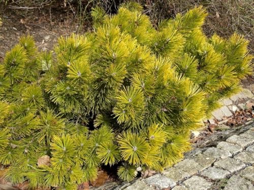 Pinus Mugo Carstens Winter Gold - Pianta Alberello Mini Albero Conifera Nana