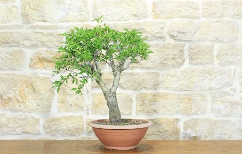 Pre Bonsai Di Mandorlo (5)