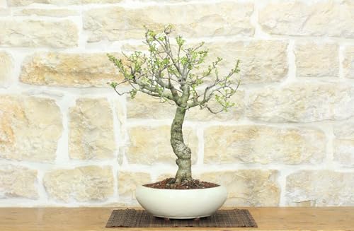 Bonsai Di Ciliegio Selvatico (163)