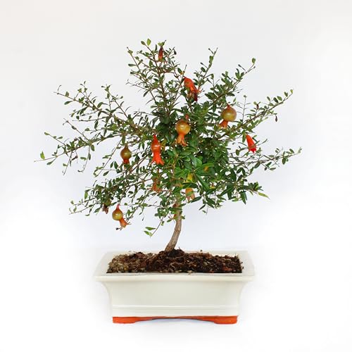 Kentis - Bonsai Melograno - Bonsai Punica Granatum - Piante Vere Da Esterno - Vaso In Ceramica - Vaso Ø 19 H 25-35 Cm