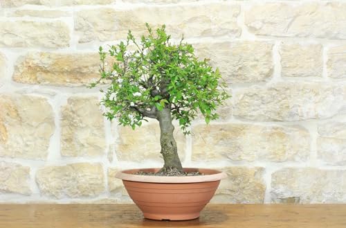 Pre Bonsai Di Albicocco Selvatico (7)