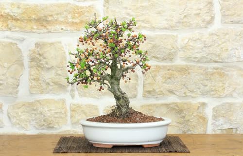 Bonsai Di Melo Micromalus (42)