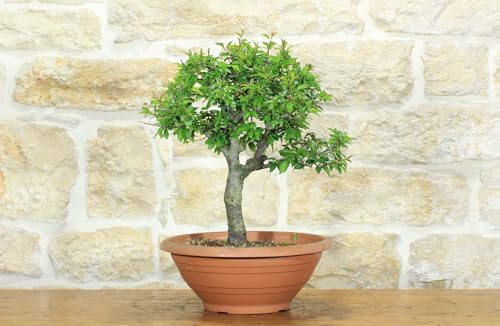 Pre Bonsai Di Albicocco Selvatico (6)