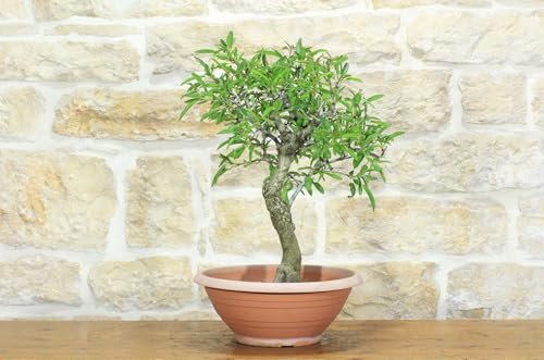 Pre Bonsai Di Mandorlo (4)