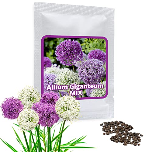 Semi D’Aglio Gigante (Allium Giganteum), Misto Viola E Bianco, 60 Semi, Pianta Decorativa Resistente All’Inverno