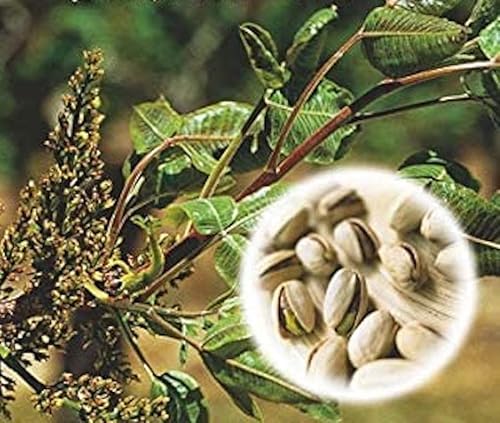 Pistacchio (Pistacia Vera L.) - Semi