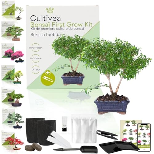 Cultivea Kit First Bonsai – Kit Completo Con Semi, Accessori E Guida – Bonsai Da Coltivare | Idea Regalo Originale (Bonsai Serissa Foetida)