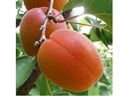 1 Pianta Di Albicocco Reale D'Imola Albero Da Frutto Matura A Giugno