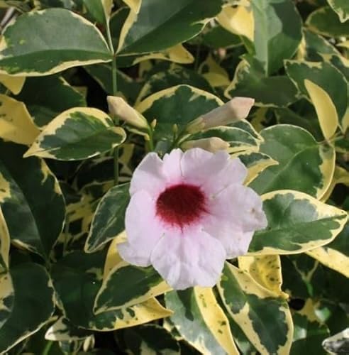 Pianta Di Pandorea Jasminoide Variegata Vaso 18Cm, H 120Cm