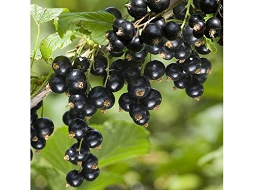 1 Pianta Di Ribes Nero Noire De Bourgogne Maturazione Precoce A Giugno