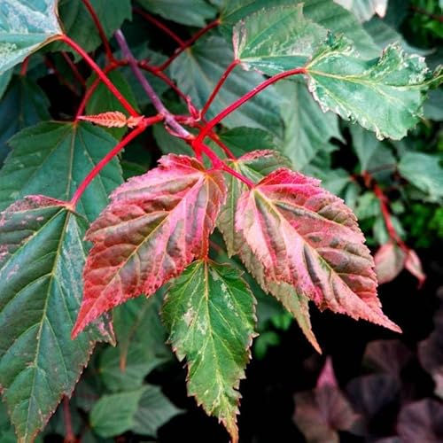 Acer Acero Red Flamingo Pink Winter Wood - Pianta Vaso 17 H 80 Cm Foto Reali