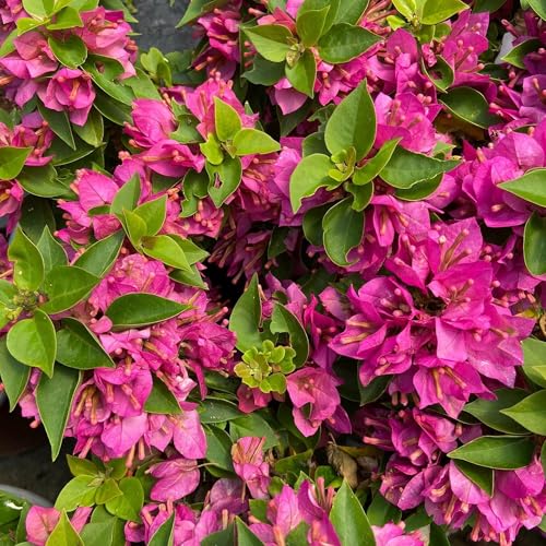 Pianta Di Bougainvillea “Mini-Thai” Arbusto Rampicante Zone Tropicali Foto Reali