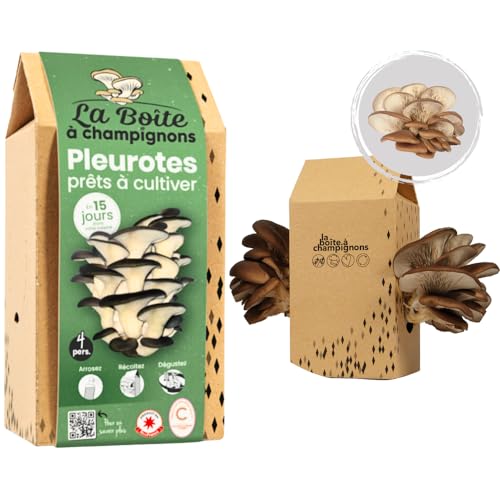 La Boite A Champignons - Kit Di Funghi Ostrica Grigi - Pronto Per La Coltivazione - Dosi Per 4 Persone