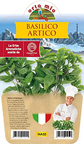Orto Mio Piantine Di Ortaggi In Pack Cubettato Per La Produzione Famigliare Disponibili In Molte Tipologie E Varietà (Basilico Artico Una Pianta In Va