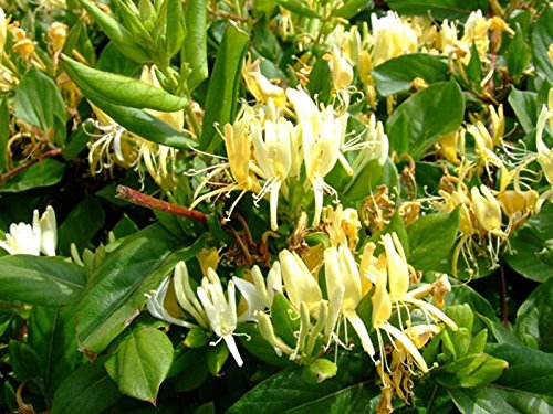 1 Pianta Di Lonicera Caprifoglio Japonica Halliana Vaso 17Cm