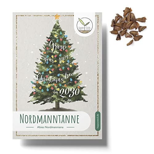 20X Semi Di Abete Nordmann (Abies Nordmanniana) - Piantate Il Vostro Albero Di Natale Come Regalo