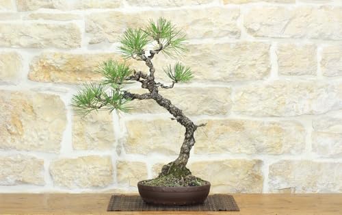 Bonsai Di Pino Nero Thunbergii (69)