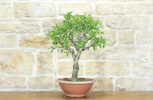 Pre Bonsai Di Mandorlo (3)