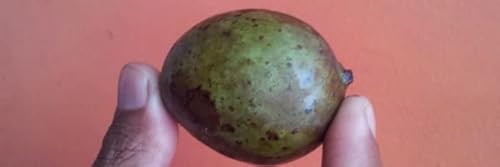 Kasturi Mango Plant Mangifera Casturi - Pianta Di Frutto Frutta Foto Reali