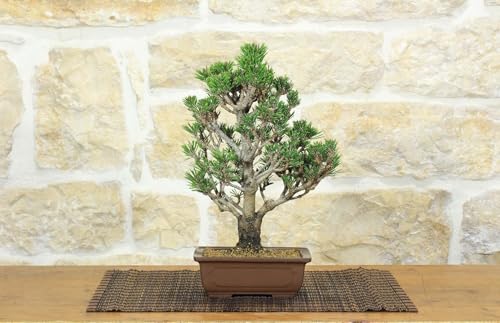 Bonsai Di Pino Nero Thunbergii Senjyumaru (70)