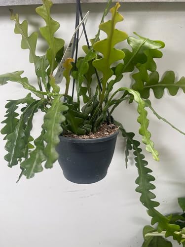 Epiphyllum Anguliger Fishbone Cactus Foto Reali Vaso 12Cm