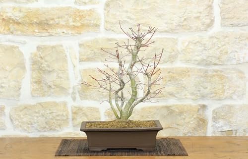 Bonsai Di Acero Palmato Deshojo (68)