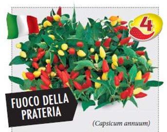Ortomio Pianta Di Peperoncino Fuoco Della Prateria (In Vaso Ø 14Cm)