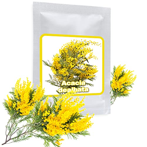 Acacia D’Argento 25 Semi/Acacia Dealbata/Un Nobile Albero Mediterraneo Per Casa, Giardino, Terrazza E Balcon