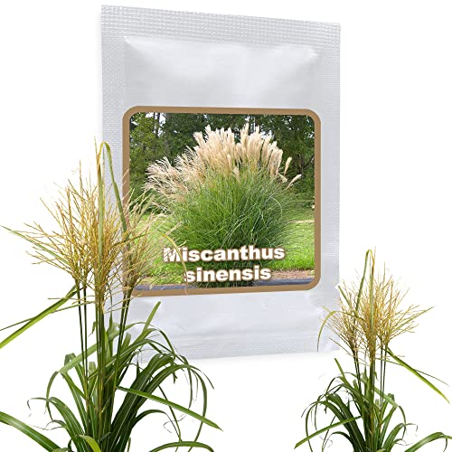 Erba Di Argento Gigante (Miscanthus Sinensis) Ca.150 Semi - Splendida Erba Ornamentale Per Il Giardino