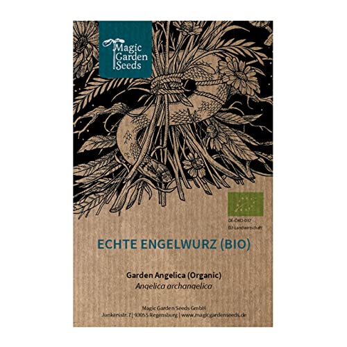 Angelica (Angelica Archangelica) Biologico - Circa 100 Semi