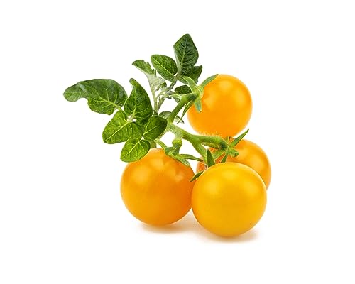 Click & Grow, Ricambio Vasi Di Terriccio Di Pomodorini Gialli, Confezione Con 3 Capsule