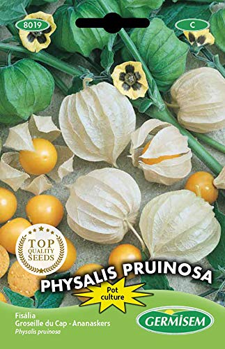 Germisem Physalis Pruinosa Semi Di Edulis 0.4 G