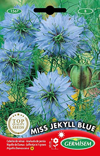 Germisem Miss Jekyll Blue Semi 2 G