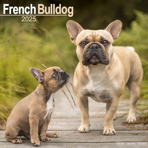 French Bulldog 2025 Square Wall Calendar | Dog Breed Calendar