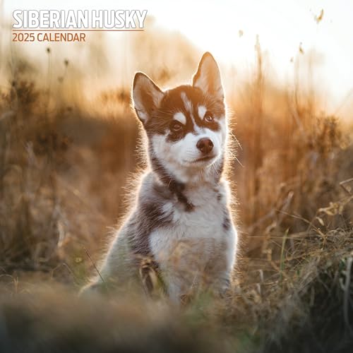 Calendario Tradizionale 2025 Siberian Husky