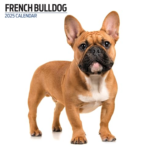 Calendario Moderno 2025 Con Bulldog Francese