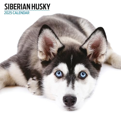 Calendario Moderno 2025 Siberian Husky