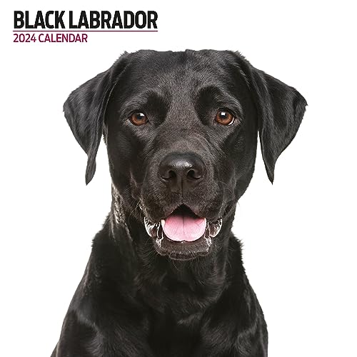 Calendario 2024 Moderno Labrador Nero