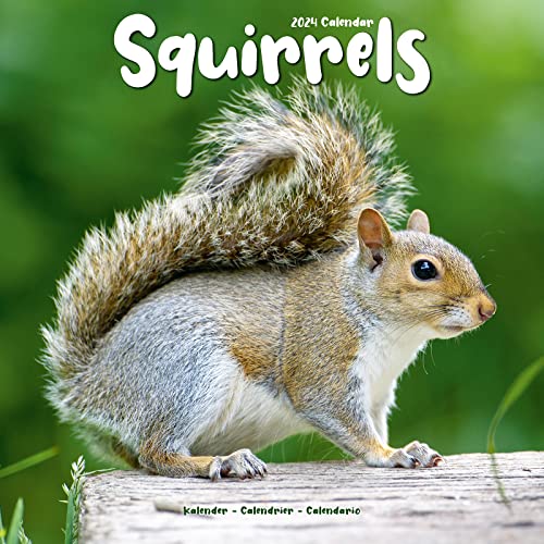 Squirrels Calendar 2024 | Square Animal Wall Calendar - 16 Month